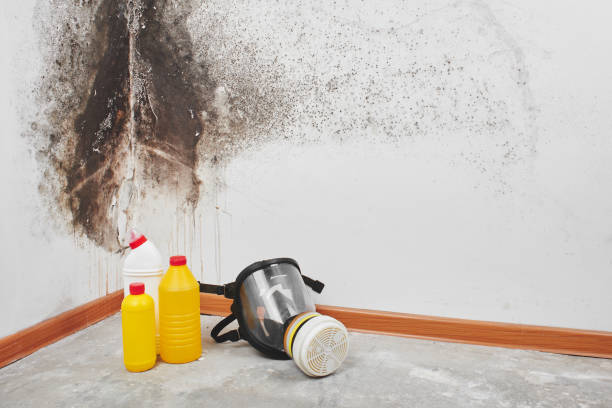 Best Mold Removal Process  in Konterra, MD