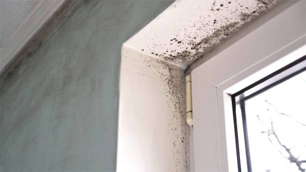 Best Toxic Mold Removal  in Konterra, MD