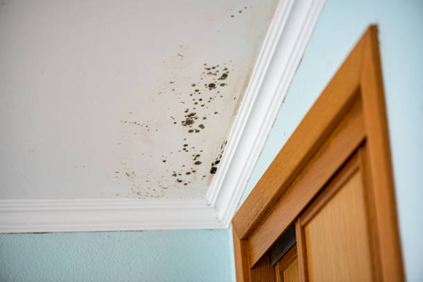 Best Black Mold Removal  in Konterra, MD