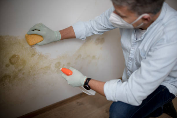 Best Mold Damage Repair  in Konterra, MD