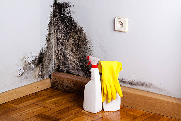 Best Office Mold Removal Services  in Konterra, MD